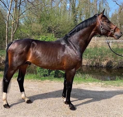 cheval.annonce|chevaux à vendre.